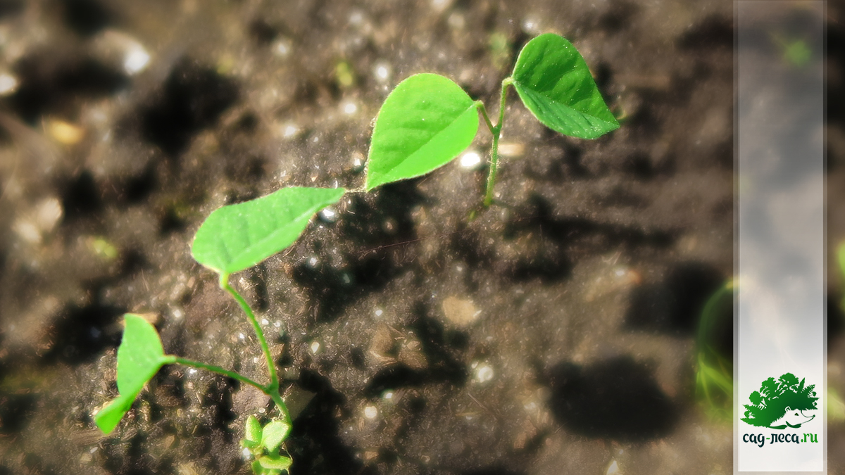 ростки маакии амурской из семян