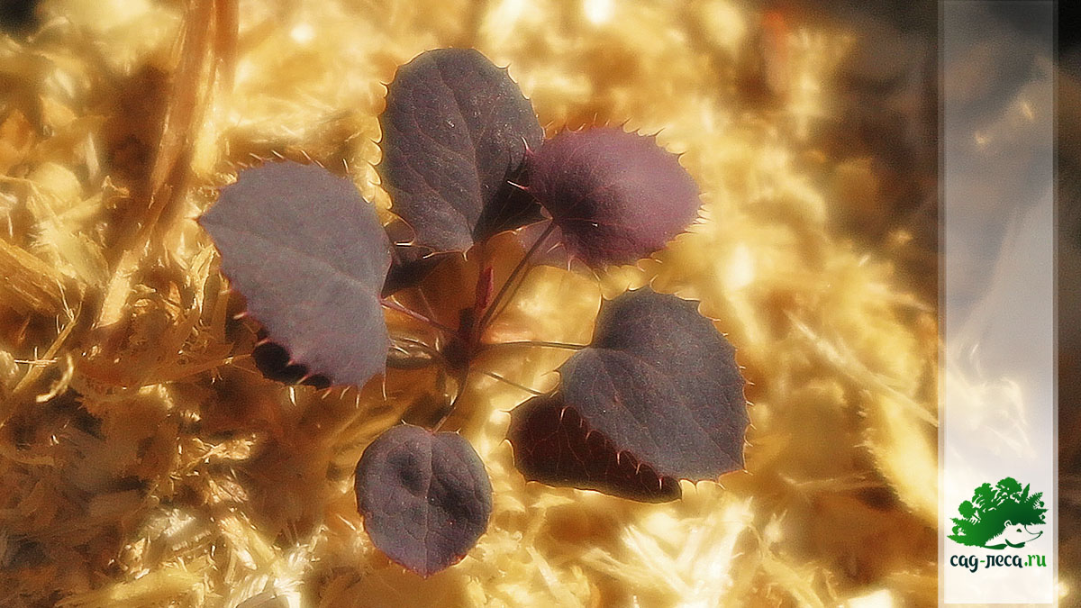 барбарис оттавский из семян