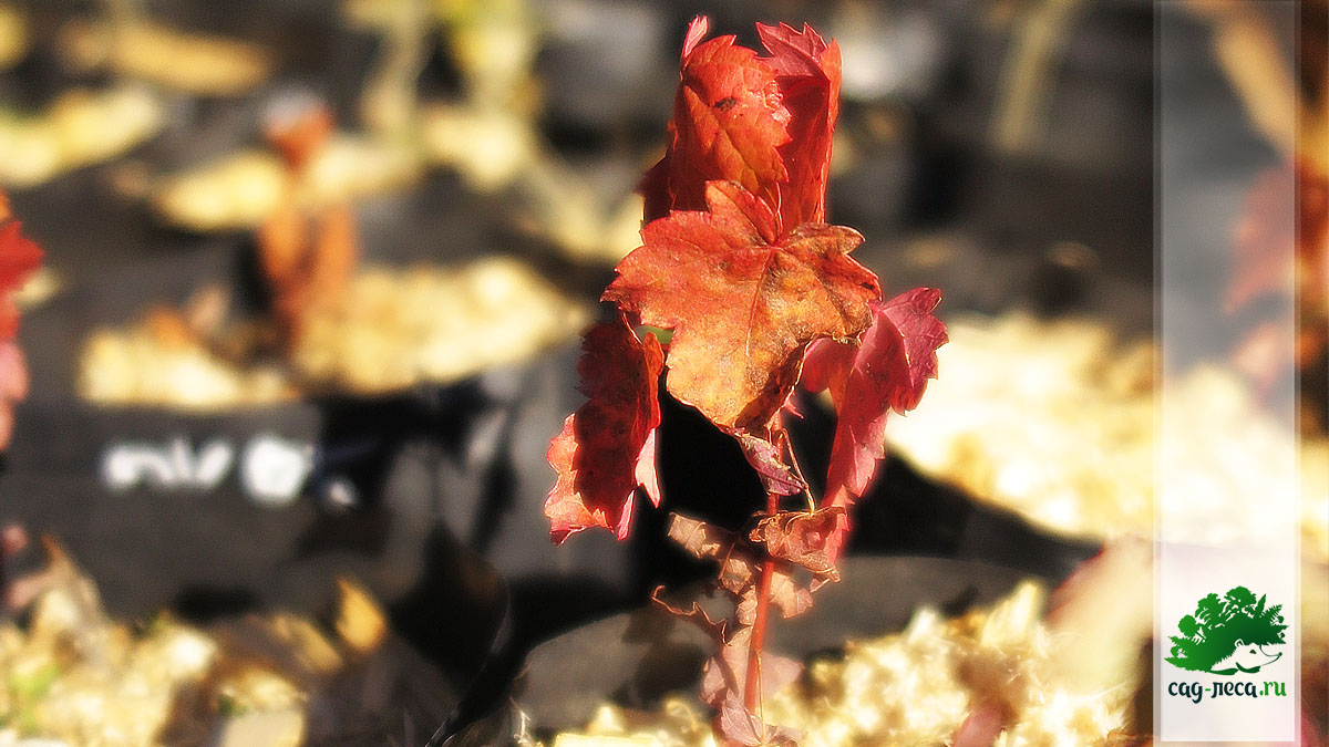 сеянец клена красного из семян в первую осень