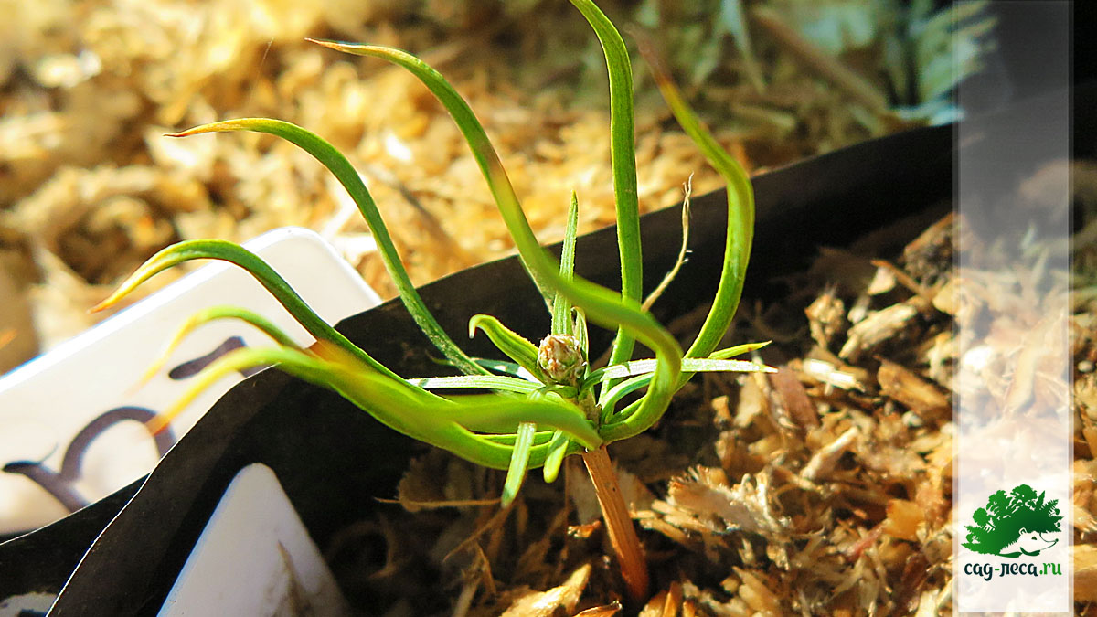 сибирский кедр из семян после первой зимы - сеянцы