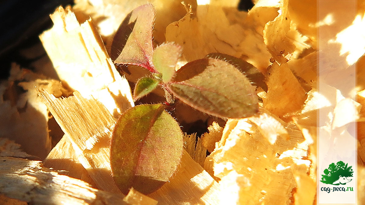 ПК346 Всходы жимолости Морроу из семян