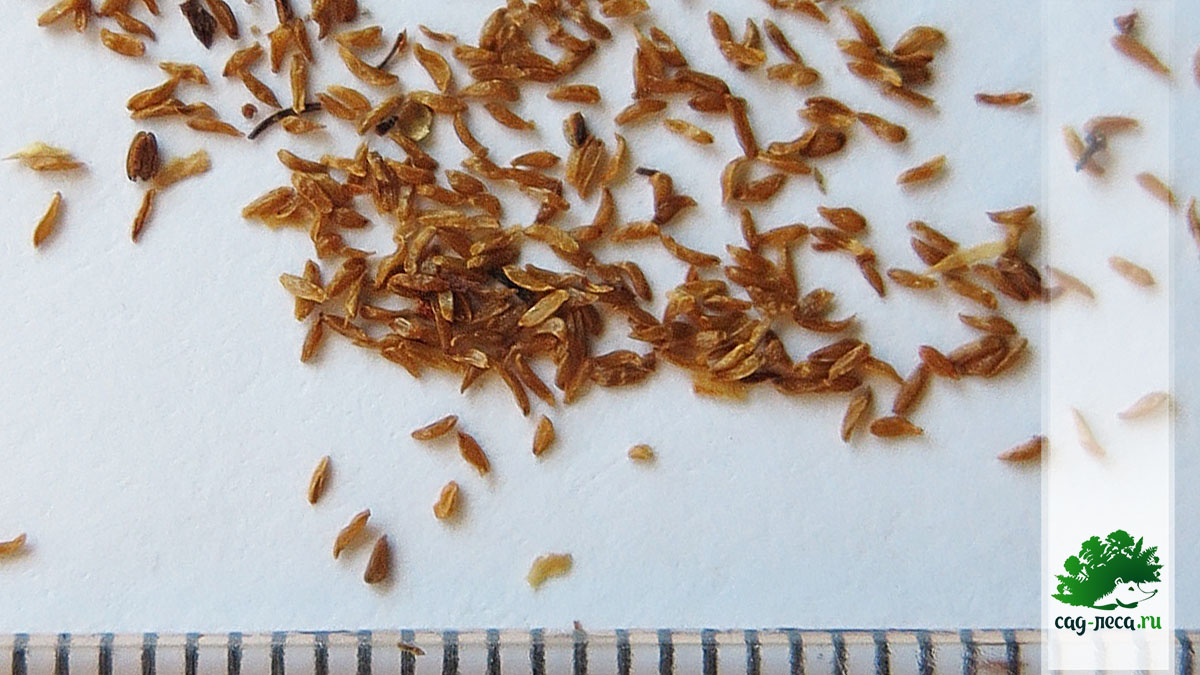 семена рододендрона лапландского
