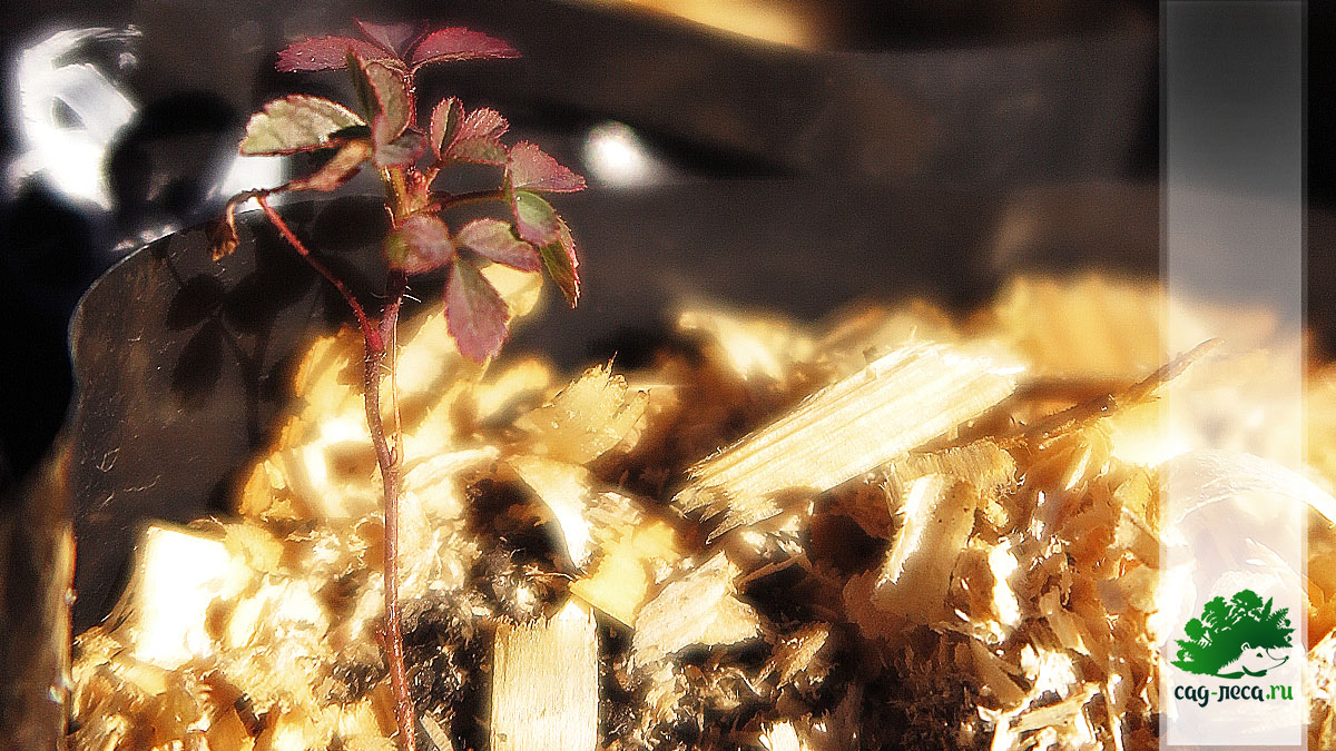 ПК281 Сеянец розы иглистой из семян