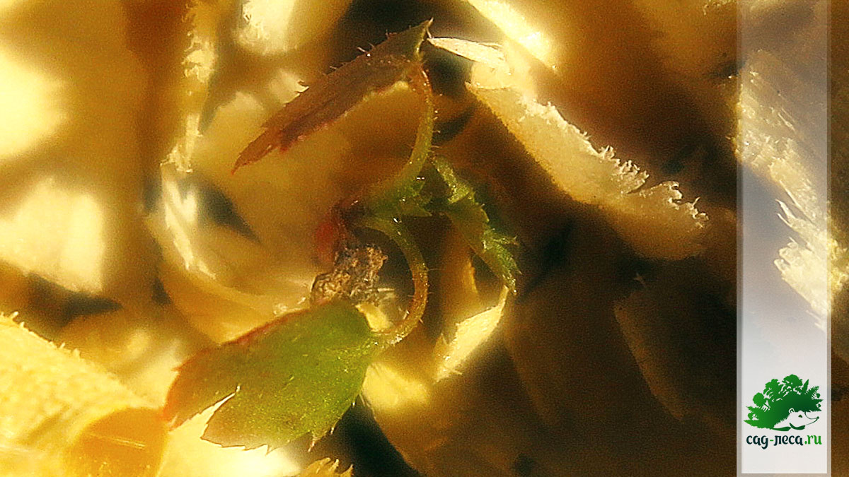 смородина копарова из семян фото всходов