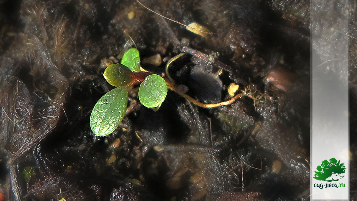 рододендрон подъельниковый фото всходов из семян