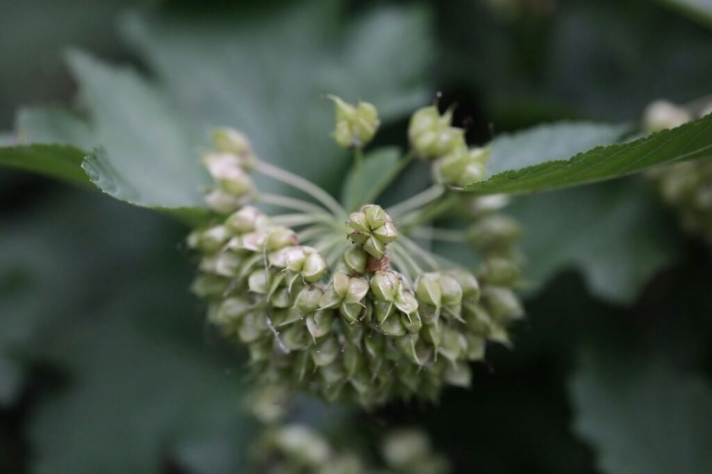 Пузыреплодник калинолистный (Physocarpus opulifolius) с декоративной листвой