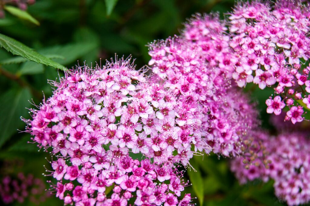 Спирея японская (Spiraea japonica) с розовыми соцветиями в саду