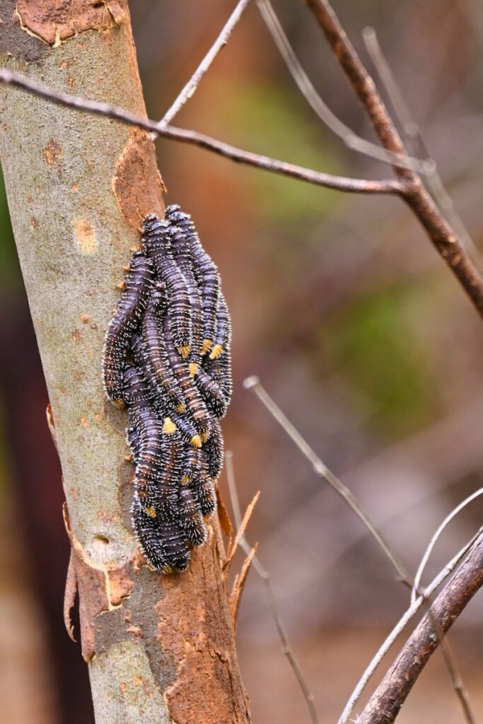Как спасти хвойный сад от короеда, пилильщика и ржавчины 2 Множество зеленых ложногусениц пилильщика пожирают листья садового кустарника